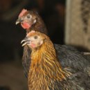 성실축산 이미지