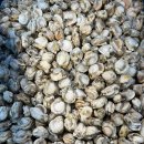 냉동 자숙가리비살 10kg 이미지