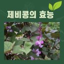 제비푸드 이미지