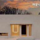 백꽃사랑하이빛 이미지