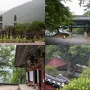 신양 벚꽃길 이미지