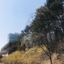 3월 넷째주 일상, 백수되기 이틀전.. 척 테일러 파파존스 벤탄빌라 꽃뱅이