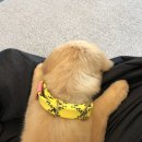 딩딩이발소 이미지