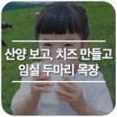 GR(임실군)-[운수로]-하-1 | [농촌으로 떠나는 쉼 여행 40]산양 먹이주고 치즈도 만들고 임실 두마리 목장