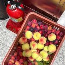 GS25의정가능로점 | GS25 신상 춘식이 그릭요거트 히퍼 가격 재고조회 영양정보 랜덤 피규어 후기