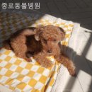 종로동물병원 | 북구 동물병원 종로동물병원 일기