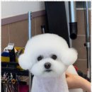 스타펫 이미지
