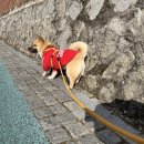 신광요양원 | 220207 강아지랑 산책, 엄마랑 토스, 그리고 주식