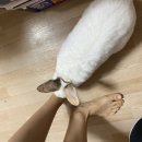 하이헬리 이미지