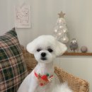 로로앤독 이미지