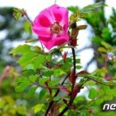 식물2 이미지