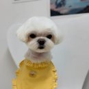 피카소 동물병원 미용 이미지