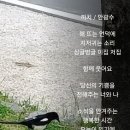 까치 이미지