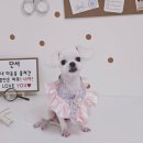 알콩달콩 애견미용실 이미지