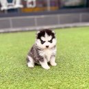 인천강아지분양 고양이분양 24시 데려가개 청라점 | 인천강아지분양 고양이분양 24시 데려가개 청라점 강아지 분양 추천