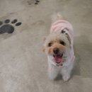 망고 애견 이미지