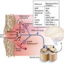 muscle pain 정리 이미지