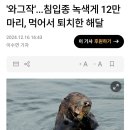 &#39;와그작&#39;...침입종 녹색게 12만 마리, 먹어서 퇴치한 해달 이미지