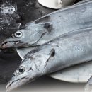 갈치농장 이미지