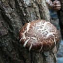 아버님농장 이미지