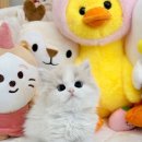 냥이 많은 식탁 이미지