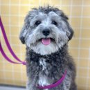 디어퍼피 이미지