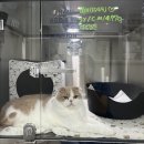 바스텟고양이병원 | 5살 고양이 건강검진 바스텟고양이병원