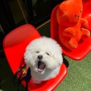 털로덮인 친구들 커먼그라운드점 | 반려문화 복합공간 건대 커멍그라운드 &amp; 털로덮인친구들 OPEN