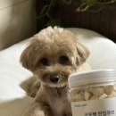 리얼포펫 | 강아지영양간식 강아지들이 환장하는간식 굿포펫 북어트립 리얼후기