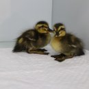 나눔동물병원 이미지