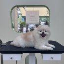 아워퍼피 이미지