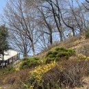 개나리 멍멍 | [계양산] 봄 맞이 인천 계양산 등산