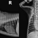 백두 동물병원 이미지
