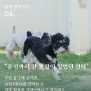P&M 반려견교육센터 대전점 이미지