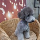 뚜뚜하니 이미지