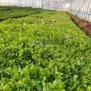 영채농장 이미지