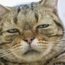 레이지엔젤 이미지