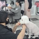 펫미용 티스토리