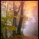 가을 숲으로 가자 이미지