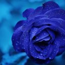 장미인테리어 이미지