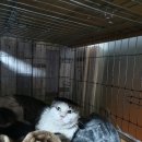 형제그린 이미지