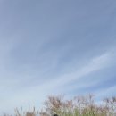 하늘공원 이미지