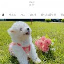 댕블리스 이미지