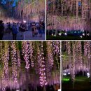 현플라워 이미지