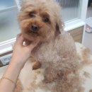 사월의 그루밍 이미지