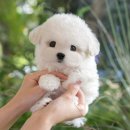 백설 애견샵 이미지