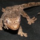 Mossy Prehensile Tailed Gecko 이미지