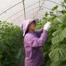 스러움 농장 이미지