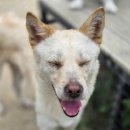 행복 애견방 이미지