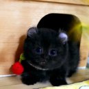 강남 고양이 분양 캣프렌즈 이미지